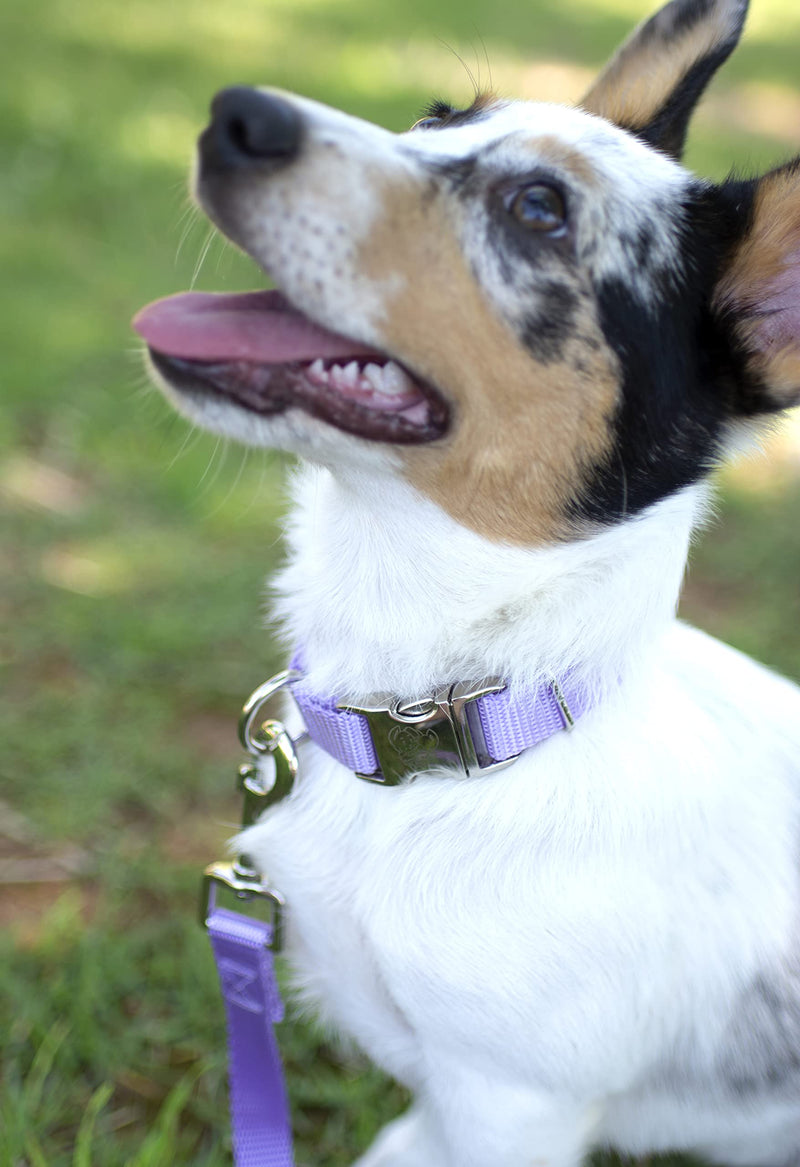 Country Brook Petz Premium Nylon Dog Collar with Metal Buckle for Small Medium Large Breeds - Vibrant 30+ Color Selection (Large, 1 Inch, Lavender) Large (Pack of 1) - BeesActive Australia