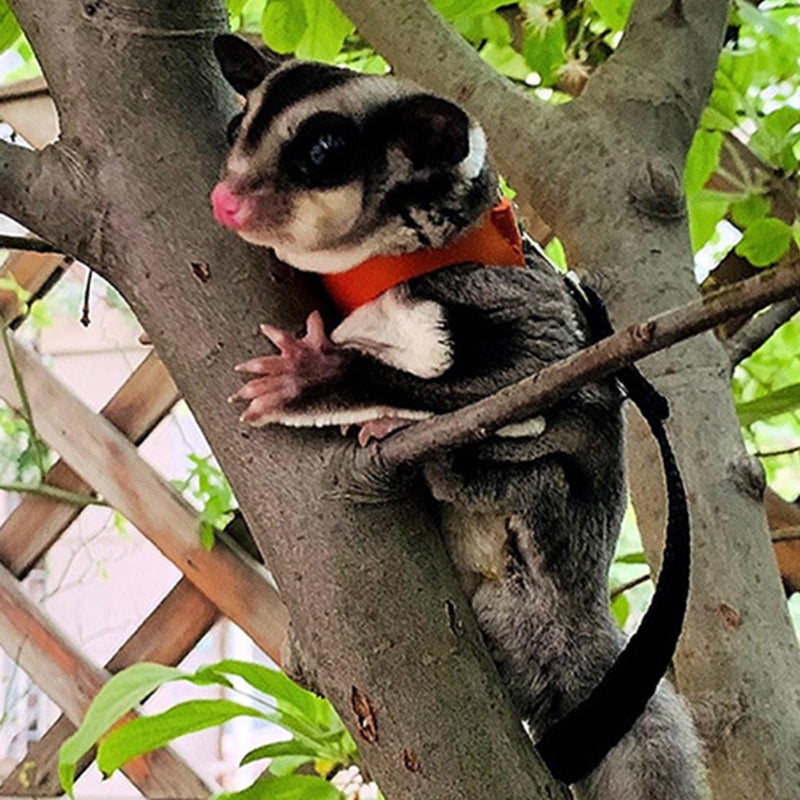 3 Pack Sugar Glider Harness and Leash Set Small Animal Training Walking Vest for Squirrel Hamster Rat-Green Green - BeesActive Australia