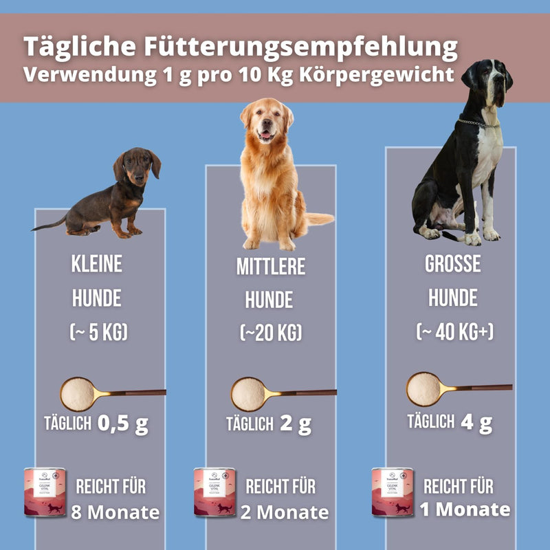 NaturRuf high-dose joint powder for dogs with green-lipped mussel, MSM, glucosamine - support of joint metabolism in osteoarthritis - alternative to joint tablets - high acceptance - BeesActive Australia
