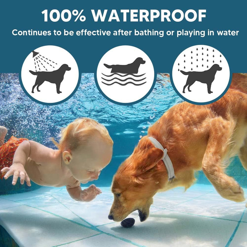Flea & Tick Collar for Dogs, Flea Collar for Dog, Dog Collar for Large Dogs, Adjustable Dog Ticks Fleas Collars, 8 Months Prevention, Waterproof, Adjustable, 2-Pack - BeesActive Australia