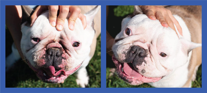 Squishface Wrinkle Paste & Flexible Silicone Dog Wrinkle Cream Applicator Bundle - Softer, Cleaner Way to Apply Wrinkle Paste to Your Dog's Face - Great for All Breeds! - PawsPlanet Australia
