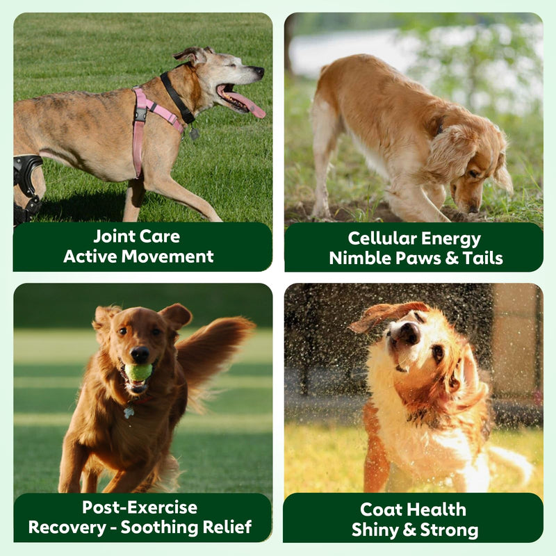 NMN Supplement for Dogs NAD+ Booster - Anti-Aging & Longevity Soft Chews for Senior Dogs with Resveratrol, CoQ10, Glucosamine & Omega-3-3-in-1 Cellular Energy, Joint & Skin Support Bacon 90Ct