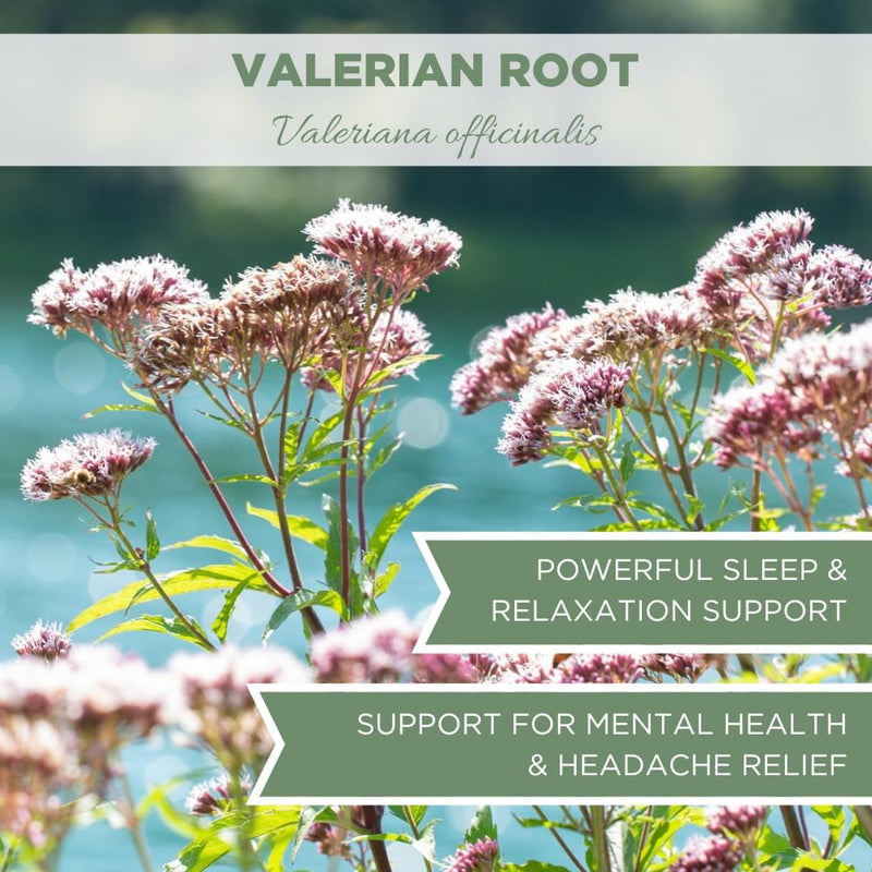 Organic Valerian Root 4 oz. (113g), USDA Certified Organic Valerian Root Herb, Valerian Root Tea, Valeriana Tea, Te De Valeriana Para Dormir, Valarian Officinalis Roots Whole Loose Leaf, Cut & Sifted 4 Ounce - BeesActive Australia