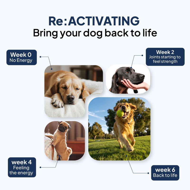 Joint Supplements for Dogs Max Strength Glucosamine & Chondroitin with Green Lipped Mussel for Dogs & MSM For Severe Joint Stiffness, Mobility & Dog Pain Relief Anti Inflammatory Beef Max Strenght