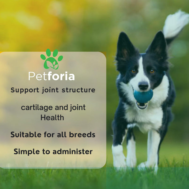 Dog Mobility Support | Support Mobility and Flexibility | Dog Mobility Comfort | Natural | Active Formula | Devils Claw For Dogs 50ML - Pack of 1
