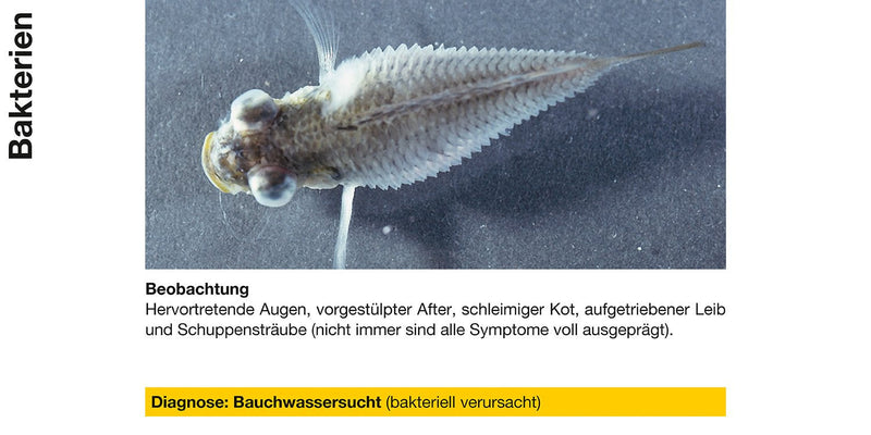 sera baktopur 100 ml - medicine for fish against bacterial infections (e.g. mouth and fin rot), medicine for the aquarium - BeesActive Australia