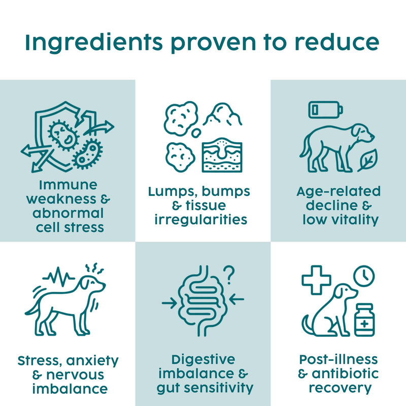 Turkey Tail Mushroom for Dogs - 100g Powder Supplement for Immune & Gut Health Support, Rich in Beta-Glucans, Adaptogenic Superblend with Slippery Elm for Dogs Digestion & Microbiome Balance