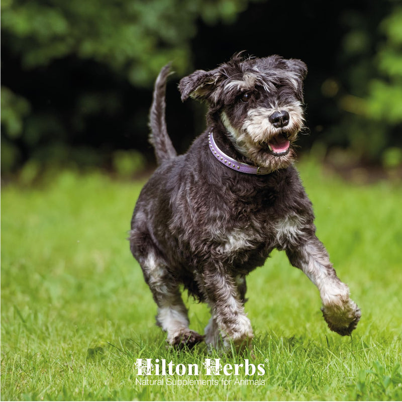 Hilton Herbs Senior Dog Gold Natural Supplement. 100% Natural Ingredients. Supplement for Older Dogs. For Dogs with Stiff Joints, Hip Issues and the Heart. With Devil’s Claw and Hawthorn. 250 ml