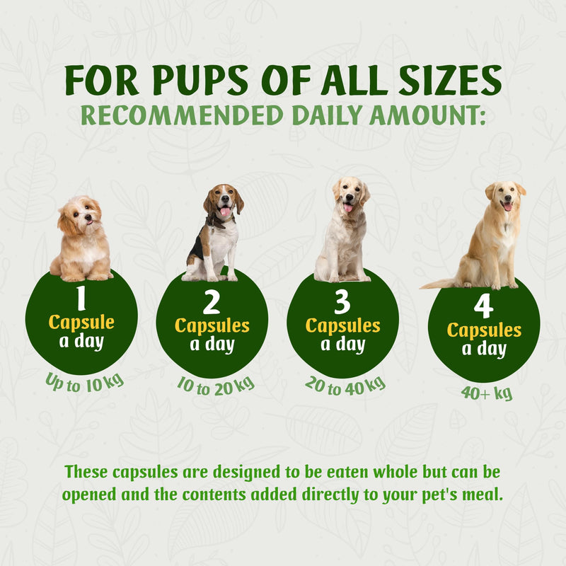 Turkey Tail Mushroom for Dogs 90 Capsules with 500mg PSK/PSP Beta-Glucans Extract - Immune Support Supplement - Gut Health & Prebiotic, UK Made, GMP Certified