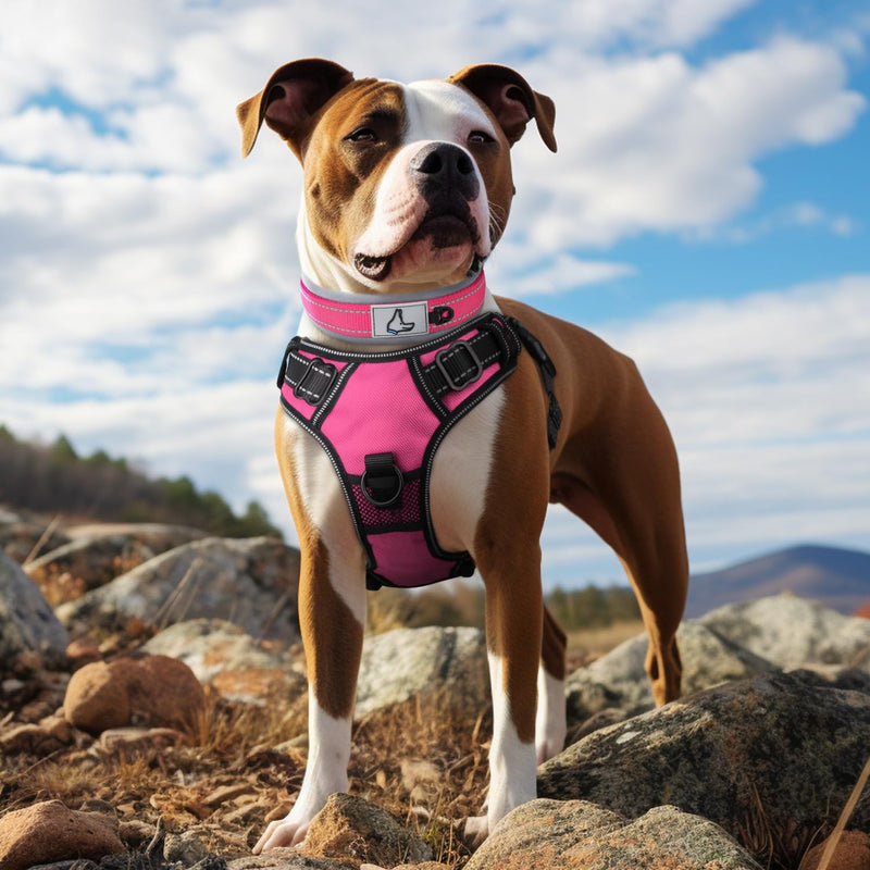 Joytale Dog Collar for Medium Dogs, Neoprene Padded Medium Dog Collar, Reflective Wide Pet Collars with Durable Metal Belt Buckle, Adjustable Heavy Duty Nylon Dog Collar, Hotpink, M Medium (Pack of 1) - BeesActive Australia
