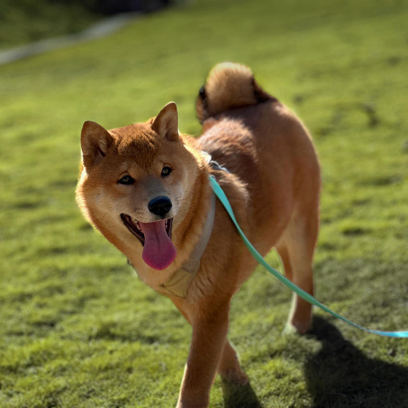 Dog Training Long Leash Waterproof Long Line Heavy Duty Outdoor Recall Lead 10ft 15ft 20ft 30ft 50ft for Small Medium Large Dog (20FT, Mint Green) - BeesActive Australia