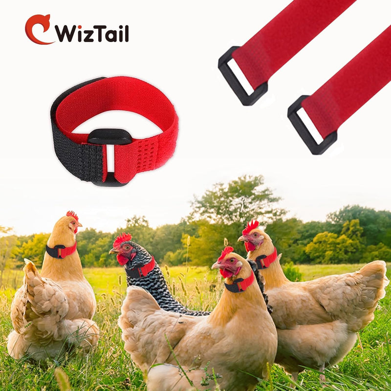 2Pcs Black and Red Crow Rooster Collar, Crow Collar, Rooster Collar, Neck Belt for Roosters Cockerel Velcro Nylon Prevent Chickens from Screaming Basic Collars - BeesActive Australia