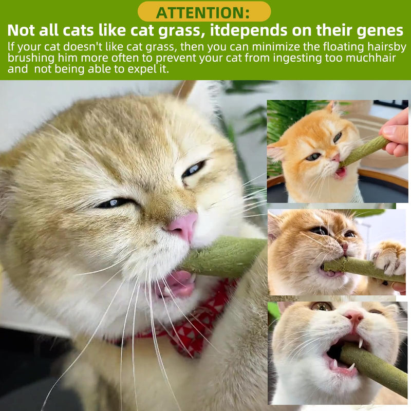 Cat Natural Grass Teething Sticks 100g, Cat Kitten Chew Sticks for Hairball Removal, Dental Care, Increase Appetite, Catnip Sticks Toys Cat Nip Treat Toys Edible Kitty Toys for Indoor Cats Kittens - PawsPlanet Australia