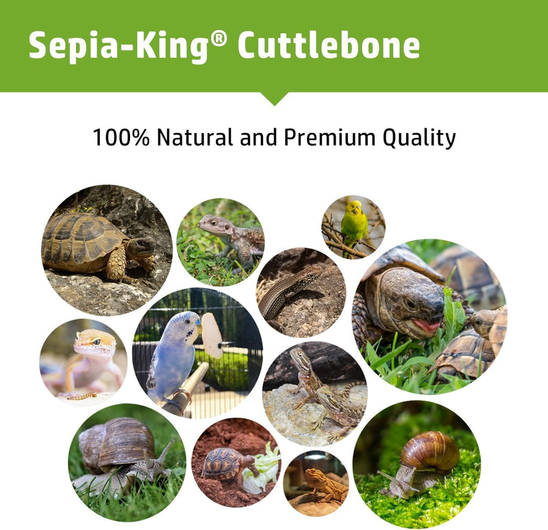 Extra Large - 100% Natural Calcium Supplement - Premium Cuttlebone Perfect for Birds, Tortoises, Snails, Reptiles - Pack of 3 - BeesActive Australia
