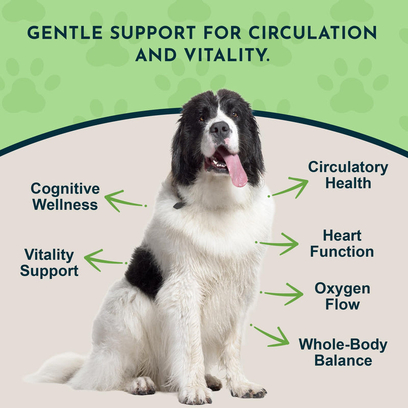 Animal Essentials Ginkgo Herbal Tonic for Dogs & Cats - Liquid Ginkgo Biloba Supplement, Supports Heart & Cognitive Health, Natural Senior Pet Support, Rich in Antioxidants - 2 fl oz 2 Fl Oz (Pack of 1)
