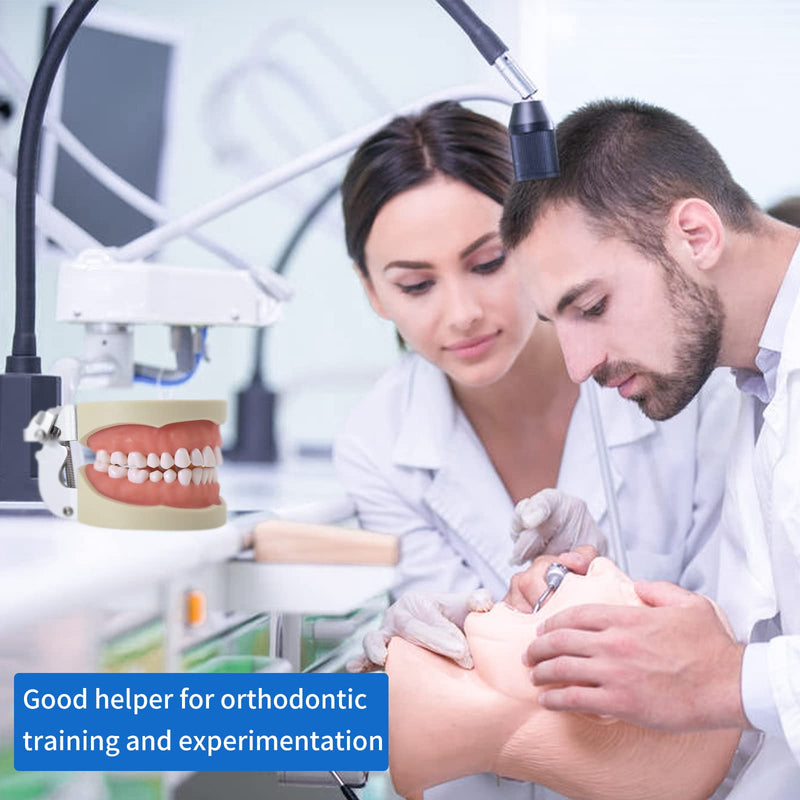 Dental Typodont Teeth Model - Removable Tooth Teach Practice Model Teaching Study Typodont Demonstration Model Come with a Small Screwdriver… 32 teeth