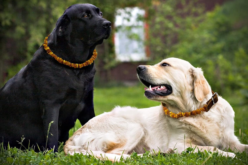 Amber necklace for dogs and cats with leather clasp made of raw Baltic amber / Elegance tick collar / flea collar / amber against ticks / tick and flea protection collar / tick protection dog / vermin collar 30-35 - BeesActive Australia