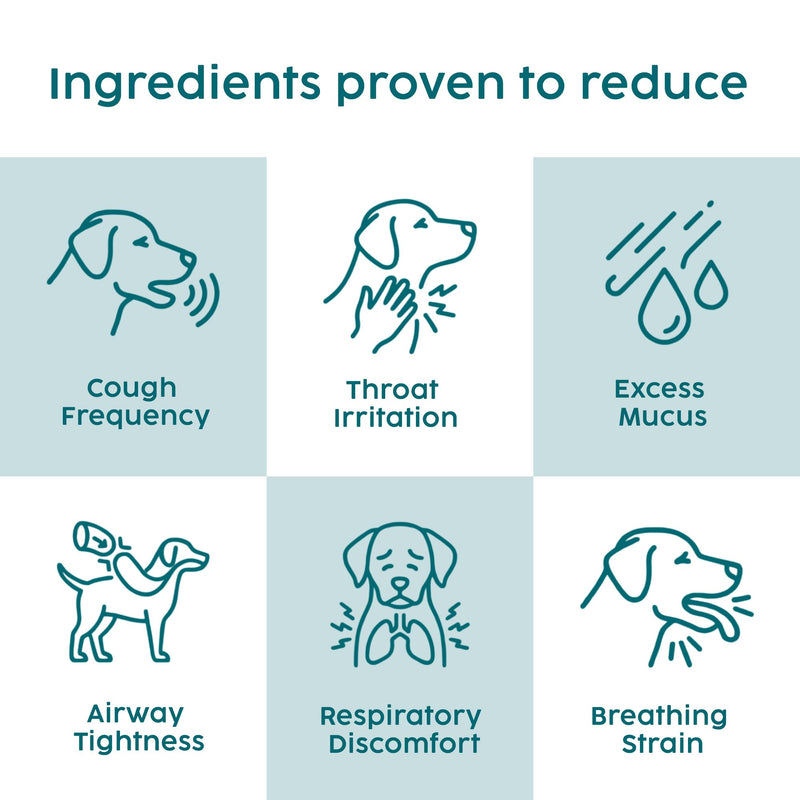 Kennel Cough Medicine for Dogs & Cats, Cat Cold Respiratory Infection Treatment, Sneezing, Cold & Nasal Decongestant Relief for Pets, Fully Natural Mullein Tincture - 50ml