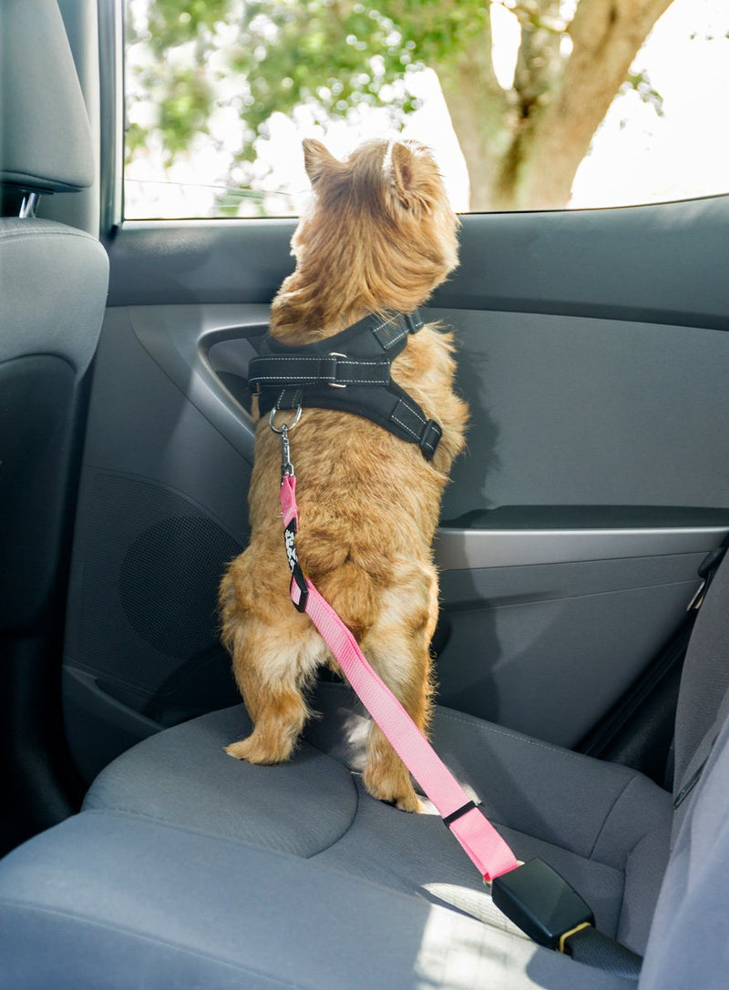 2PET Dog Seat Belt Strap Adjustable - Dog Car Seatbelt for All Dog Breeds & Sizes - Fits Seatbelt Latches of most Car Makes Buckles- 21" to 32" Dog Seatbelt – Rawhide Red, Pack of 2 - BeesActive Australia