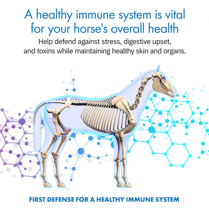 HealthyGut™ Probiotics for Horses Dietary Supplement, All-Natural Digestive System Maintenance Formula (30 Days) 30 Servings (Pack of 1) - BeesActive Australia
