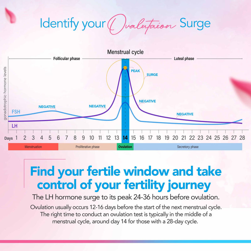 Clinical Guard 35 Pregnancy Tests Strips and 40 Ovulation Test Strips Fertility Kit and Early Detection OPK LH HCG Combo Pack - BeesActive Australia