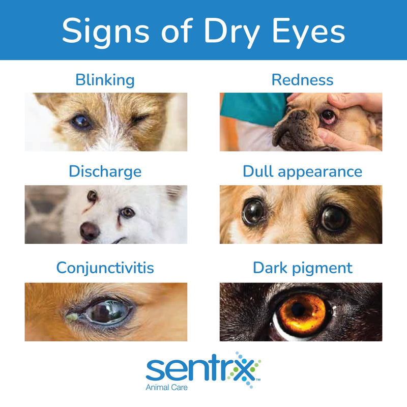 Sentrx Eye Lube Pro, Hyaluronic Acid Drops for Dogs, Cats, Horses, Dry Eye & Redness Relief Ointment, 20g Pack of 1 - BeesActive Australia