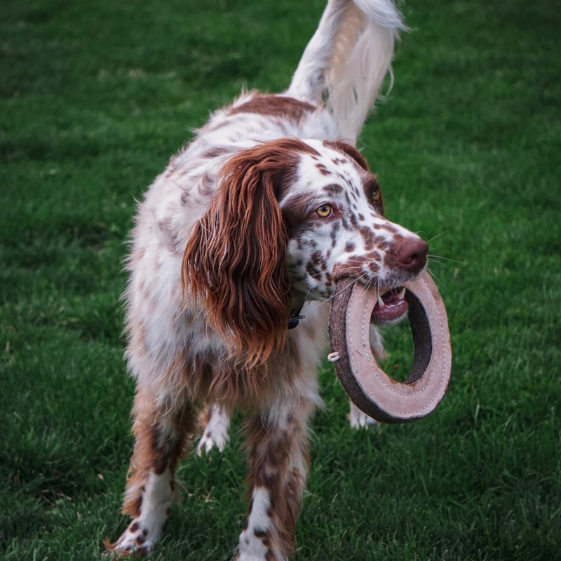 Tall Tails Ring Natural Leather Fetch Toy for Dogs - BeesActive Australia