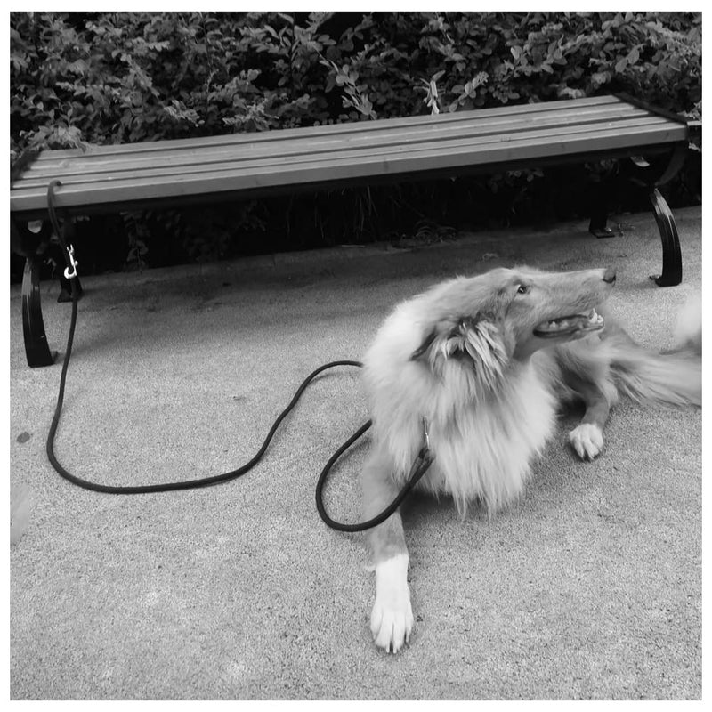 Tie Out Rope Dog Leash, 8-10-13-15-20-25-30-35-40-45-50FT Heavy Duty Nylon Check Cord for Medium Large Dogs Indoor/Outdoor Playing Camping Backyard (Black, 3/8" x 20ft) black - BeesActive Australia