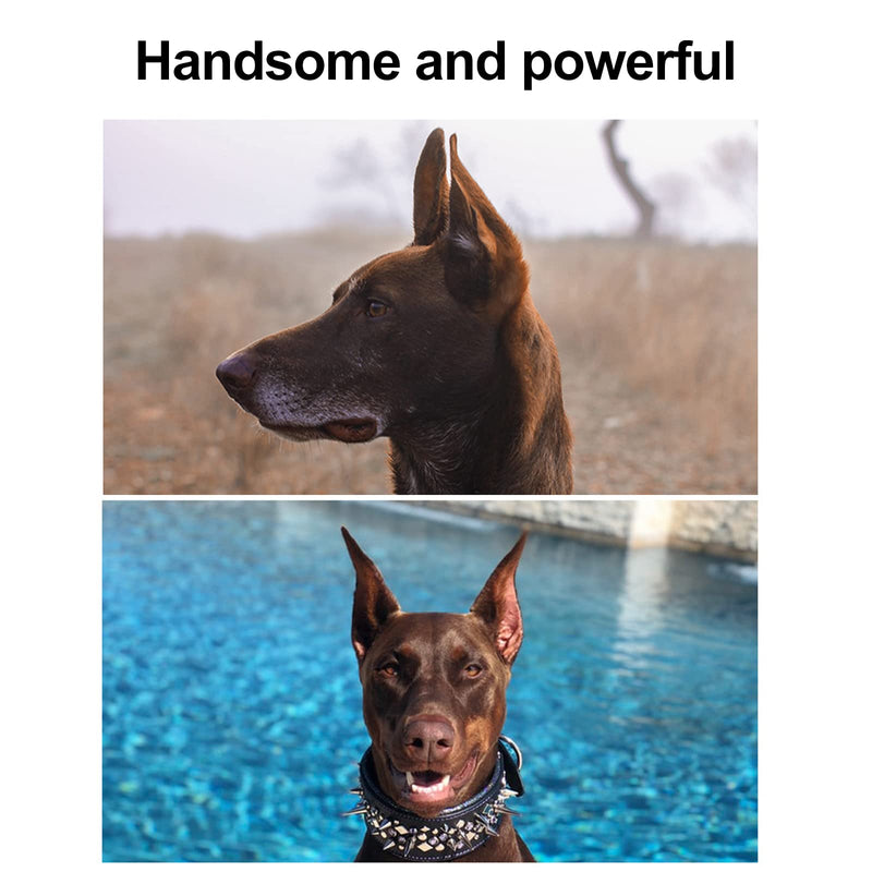 Ejoyous Dog Ear Posting Kit, 1 Pair Dog Ear Support Patch Dog Ears Stand Sticker Ear Fixed Correction Vertical Holder for Corgi Small Doberman (5 * 2.5cm) 5*2.5cm - PawsPlanet Australia