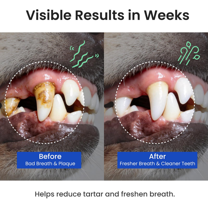 Dog & Cat Teeth Cleaning Powder: Plaque & Tartar Control with Brown Algae, Kelp, Probiotics (1.3B CFU), Sodium Hexametaphosphate & Enzymes – Freshens Breath – Chicken Flavor, 64 Scoops