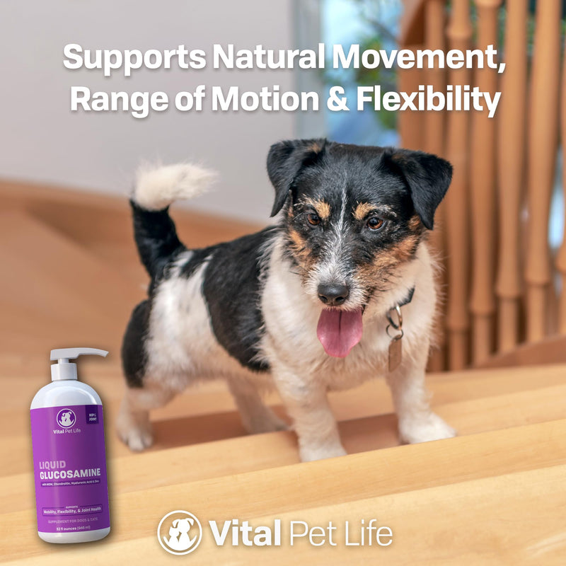 Liquid Glucosamine for Dogs Cats & Horses with Chondroitin, MSM, and Hyaluronic Acid, Hip & Joint Supplement for Mobility & Comfort, Supports Joint Health & Flexibility, Mobility, & Protection, 32 oz - BeesActive Australia