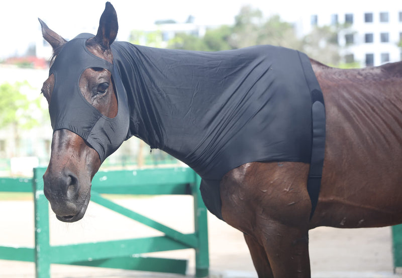 Lycra Stretch Horse Hood with Zip Full Face Neck Cover Black L - BeesActive Australia