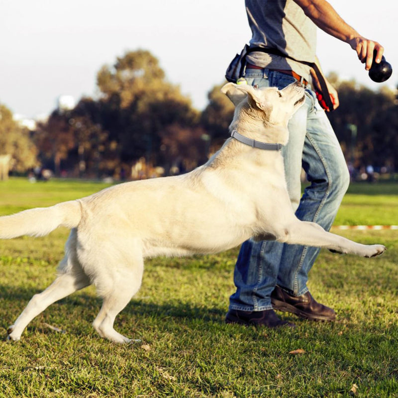 Adjustable tick and flea protection collar dog, flea and tick collar for dogs, natural tick protection, length: 63cm, for small, medium and large pets - BeesActive Australia