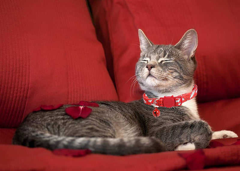 BoomBone 2 Pack Valentines Day Cat Collar Breakaway,Safety Adjustable Collars with Bell for Kitten - BeesActive Australia
