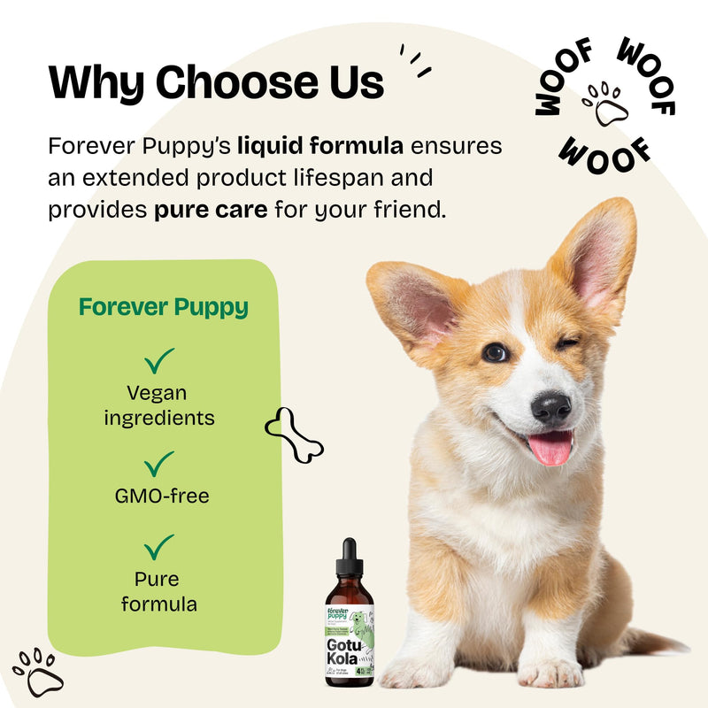 Gotu Kola Drops for Dogs - Gotu Kola Extract & Centella Asiatica for Brain Health Support - Nutritional Brain Supplement for Dogs of All Breeds & Sizes - 4 oz 4 fl oz - PawsPlanet Australia