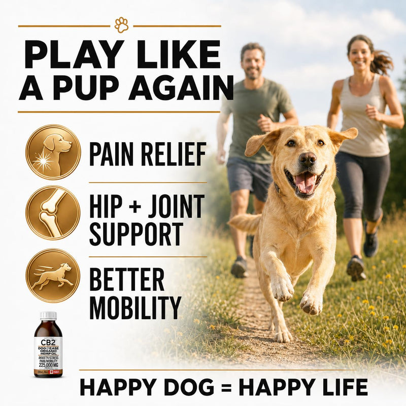 CB2 HEMP SEED OIL FOR DOGS. Extra Strength For Pain & Anxiety. Advanced Hip & Joint Supplement. Calming & Relaxing Effect. Improves Mobility. All-Natural. 240mL/8oz EXTRA LARGE Bottle.