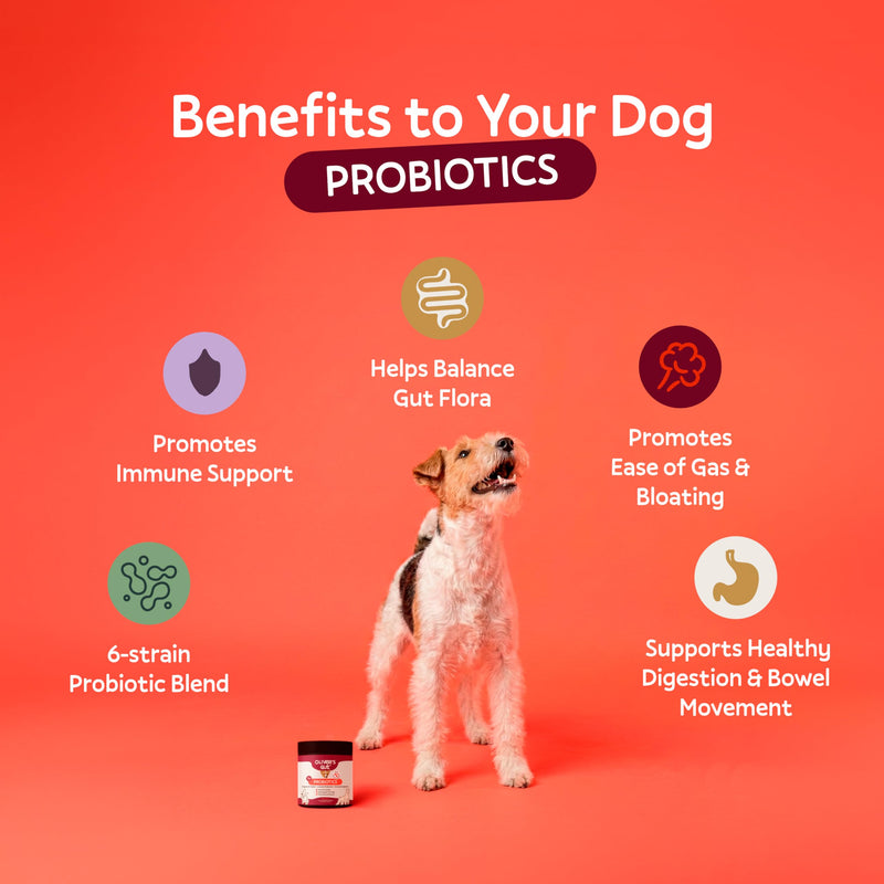 Oliver's Gut Probiotics for Dogs, Digestion Health · 6-Strain Probiotics · Immune Support. Papaya & Pumpkin Powder. Beef Bone Broth Powder. Gut Health. Beef - 120 Count.