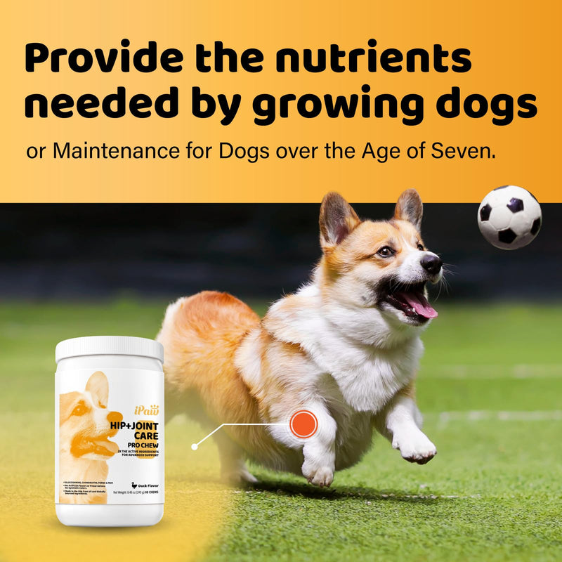 iPaw Hip and Joint Care Pro Dog Chews, Dog Joint Supplement, Glucosamine and Chondroitin Treats, Made in USA, Duck Flavor (60 Chews) Hip & Joint Care 1 Jar