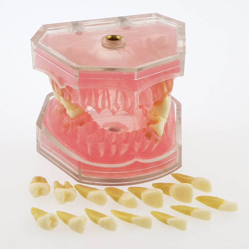 Dental Demonstration Teeth Model - Standard Study Teaching Dental Mode with All Removable Teeth #4004 Silica Gel Material Soft and Bendable Teeth Typodonts - BeesActive Australia