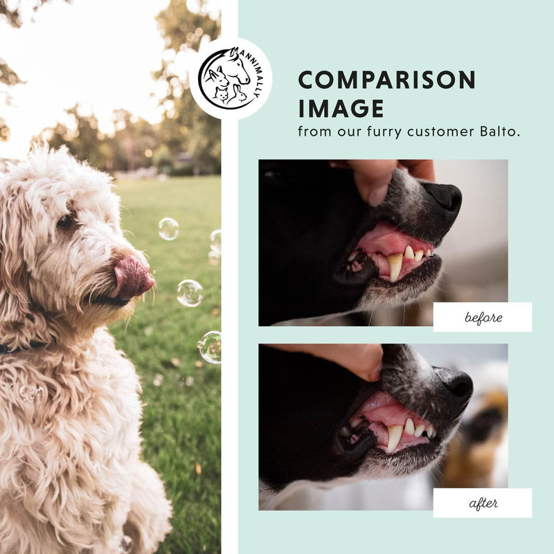 Annimally Oral Vital for Dogs 100 g - Daily Dental Powder with Eggshell Powder, Parsley, Seaweed, Peppermint & Spirulina, Made in Germany 100 g (Pack of 1)