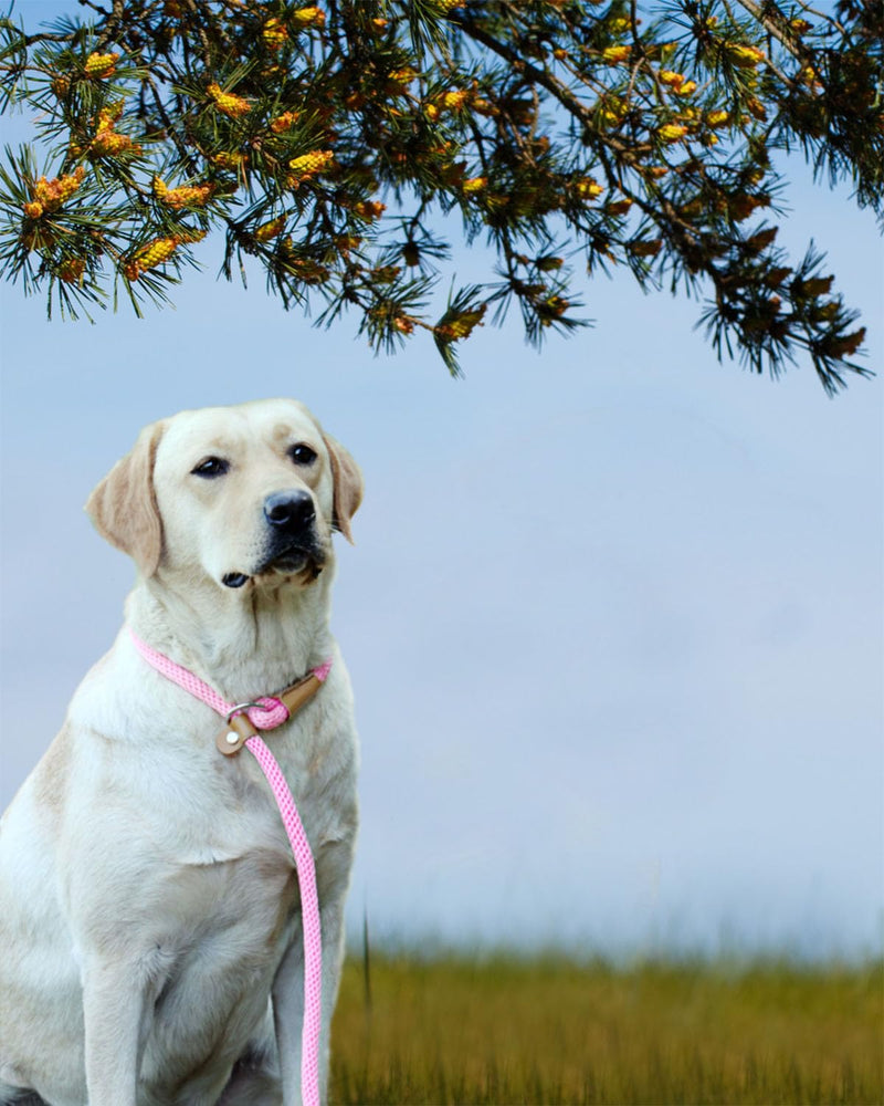 lynxking Dog Leash Slip Lead 5 6 8 FT Dog Training Leash Strong Heavy Duty Braided No Pull Training Lead Leashes for Small Medium Large Dogs Blue Slip Lead-Large 1/2in x 5ft - BeesActive Australia