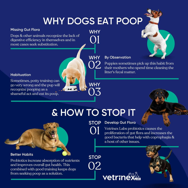 Vetrinex Labs Coprophagia Treatment for Dogs - Stop & Prevent Dog from Eating Poop - No Poop, Stool Eating Deterrent - How to Forbid & Keep Dogs and Puppies from Chewing Cat Feces - Probiotic Powder Original 60 gram - BeesActive Australia
