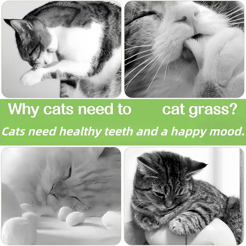 16PCS Cat Dental Treats & Teeth Cleaning To/ys with Catnip,Fresh Cat Dental Treats,Natu/ral Grass Cat Chew Sticks,Cat Chew Sticks & Teething T/oy,Cat Grass for Indoor Cats Teething