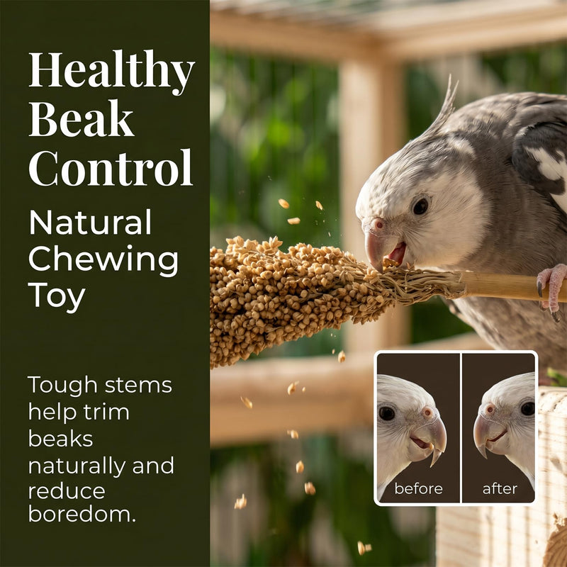 Sukh Millet Spray for Birds - 5 Stems Natural Red Sorghum, 30cm Healthy Parakeet & Parrot Treats, Ideal for Cockatiels, Budgies, Hamsters & More