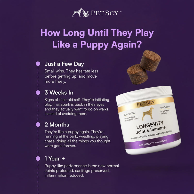 Petscy Longevity Hip & Joint + Immune Support Chews for Dogs - 3.75g Chew - High Dose Glucosamine, MSM, Chondroitin, Green Lipped Mussel, Omega 3, Probiotics - 60 Chews (Small & Medium Dogs) Small / Medium Dogs (0–64 lbs)