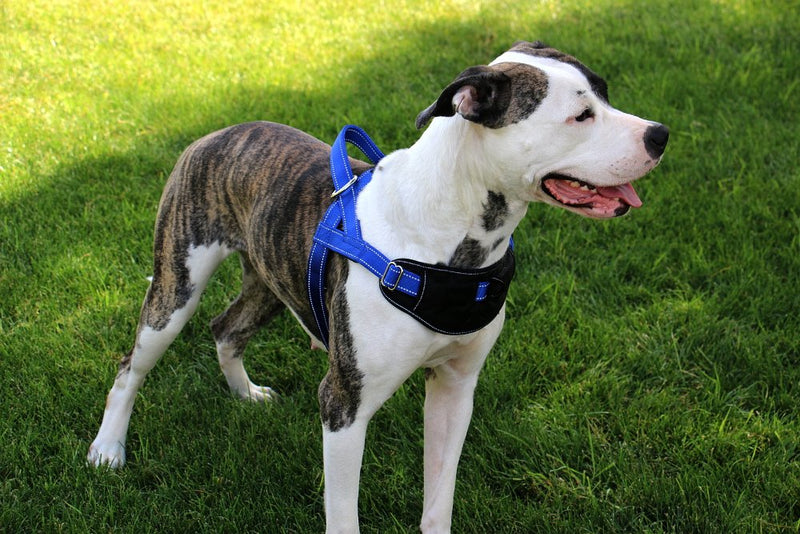 Max and Neo Passport Reflective Dog Harness - We Donate a Harness to a Dog Rescue for Every Harness Sold (Large (23"-30" Chest Girth), Teal) LARGE (23"-30" CHEST GIRTH) - BeesActive Australia