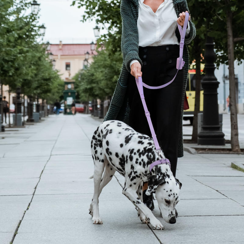 Wisedog Durable Two Handle Dog Leash: Dog Leash Heavy Duty with Dual Soft Padded Handles, Adjustable Length as Short Leash for Medium Large Dogs (Lilac Purple, L|5.2 ft-6 ft) Lilac Purple - BeesActive Australia