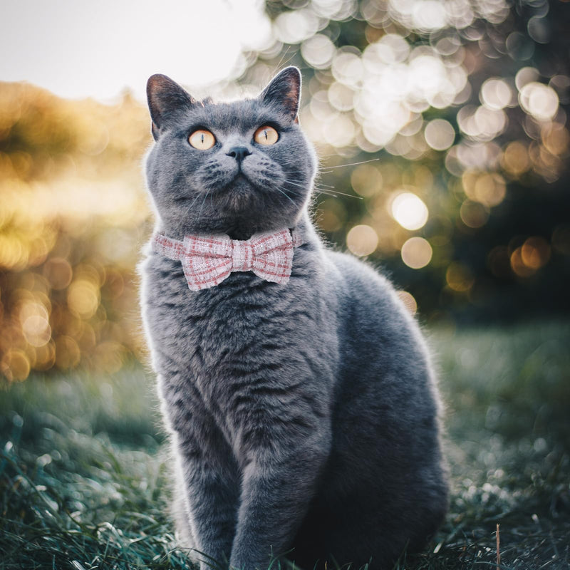 2 Pack Cute Cat Collars for Girl Cats Pink Kitten Bowtie Collar with Bells Breakaway Safety Collars Plaid Solid Color Gift Pet Collar Set Festive for Female Cats - BeesActive Australia