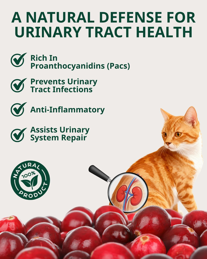 Feline Urinary Tract Health, Cat UTI Remedy, Cranberry & Natural Herbal Cat Supplement for Urinary and Kidney Health, Promotes Immunity, Chicken Flavor, 60ml/2fl.oz - BeesActive Australia