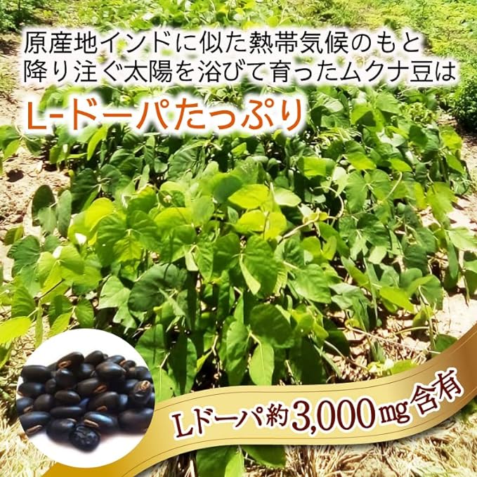Mukuna Bean Powder, 5.3 oz (150 g) x 1 Bag, No Pesticides or Chemical Fertilizers, Black Mukuna Beans - BeesActive Australia